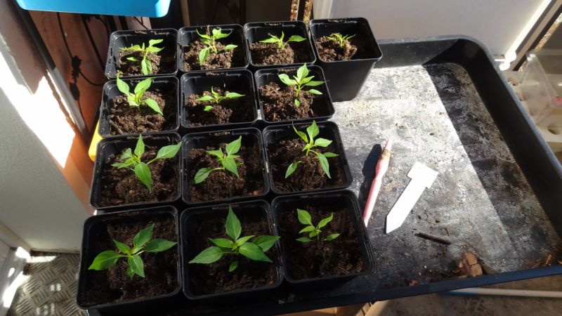 Bild 3 - alle Malaguetas nach dem pikieren